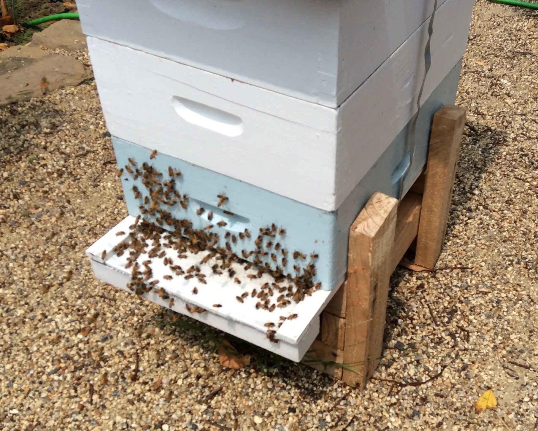 Bees Ventilating the Hive