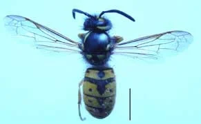 Vespula germanica