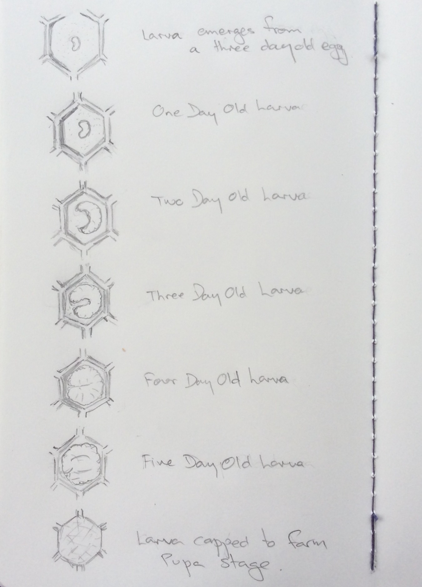 Larva Development