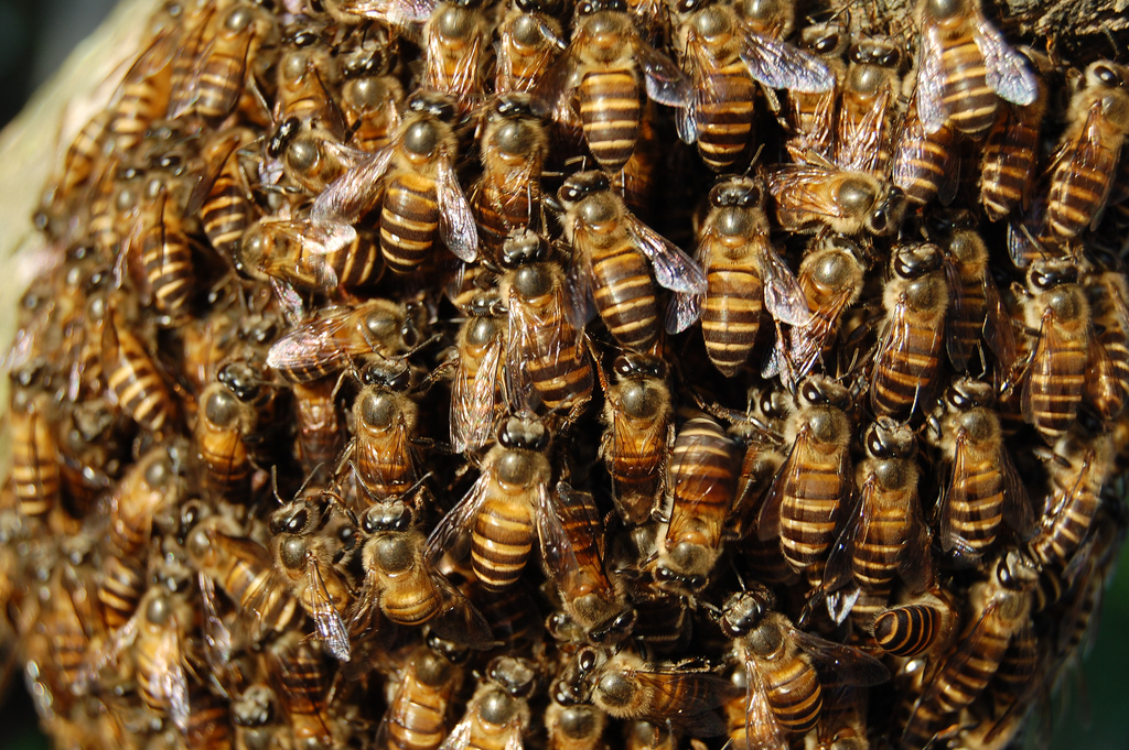 Bees, bees, bees