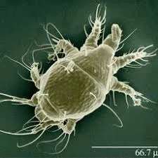 Nosema ceranea