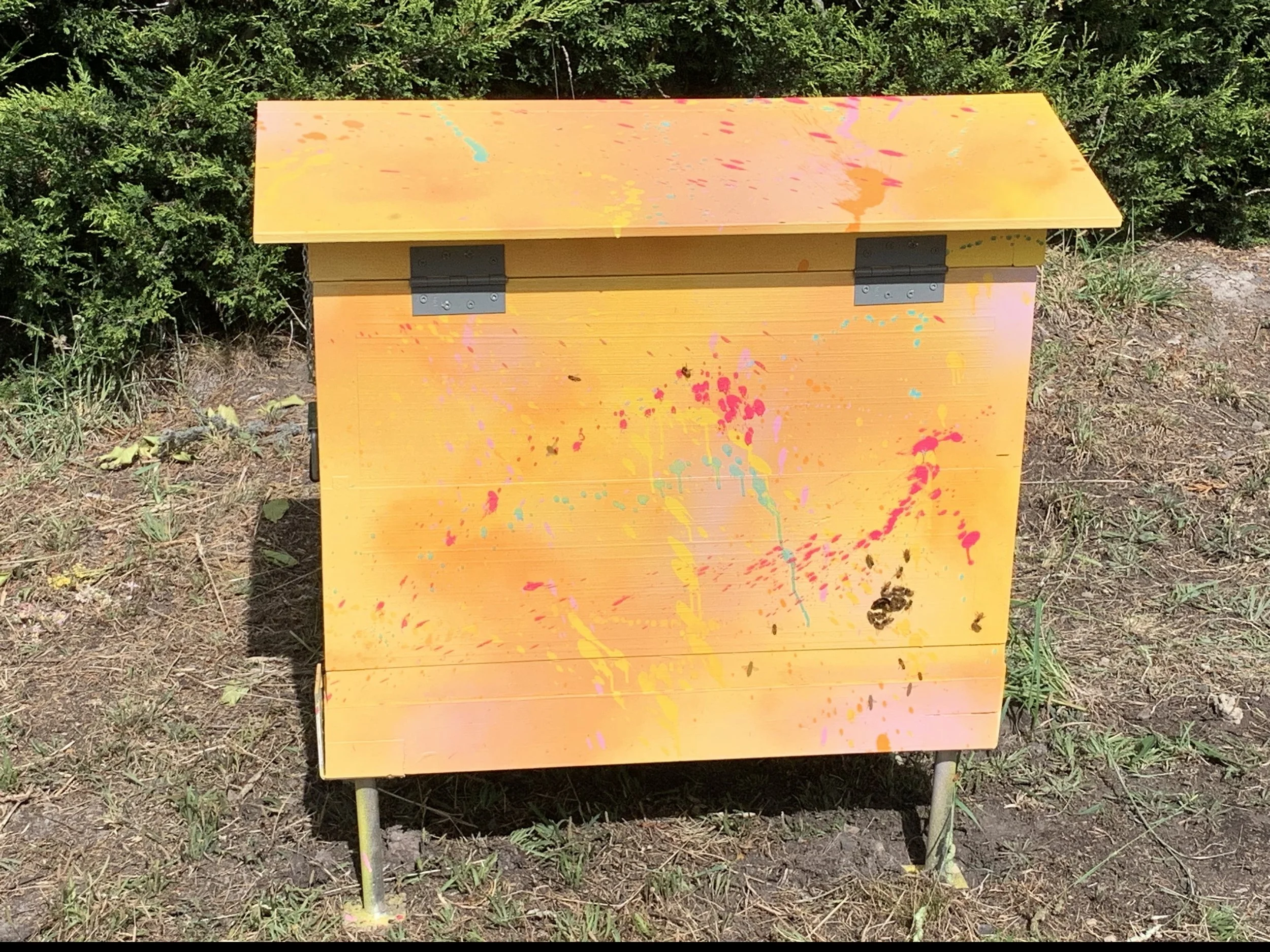 Hanna and Jo's hive with their new Bees