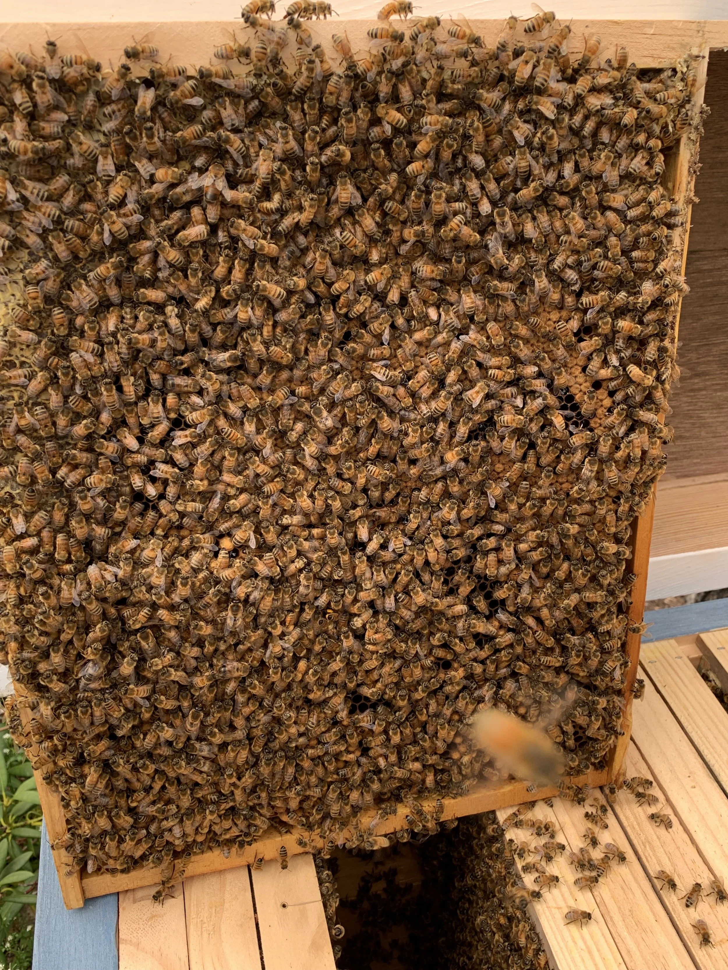 deep frame with circular brood pattern