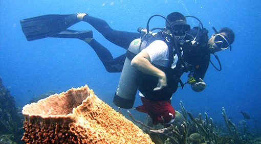 diving.jpg