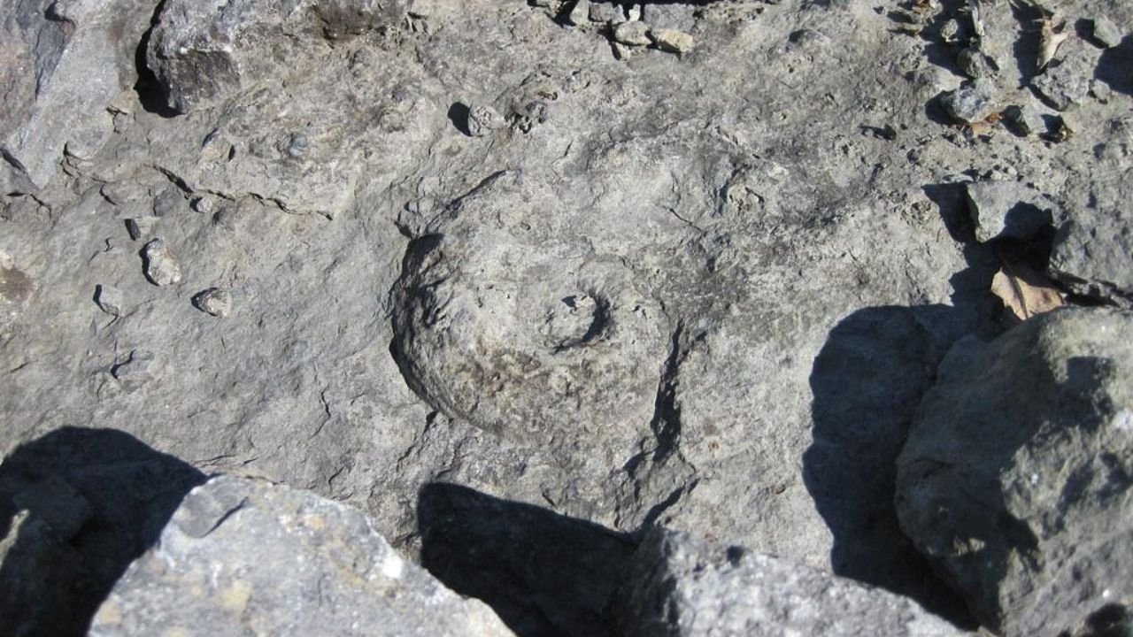 What Is the Fisk Quarry Preserve, and Why Do Geologists Visit It?