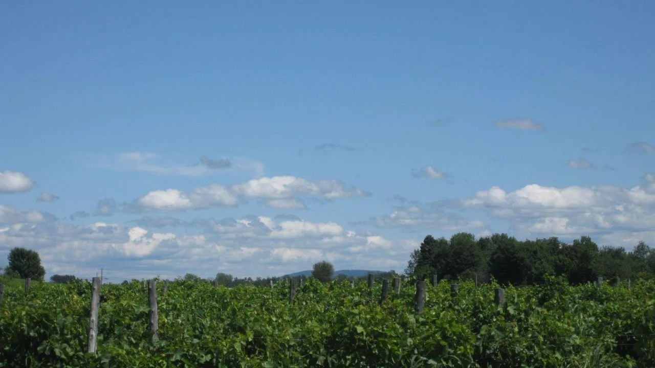 What Makes Snow Farm Vineyard Vermont’s First Commercial Vineyard Worth a Visit?