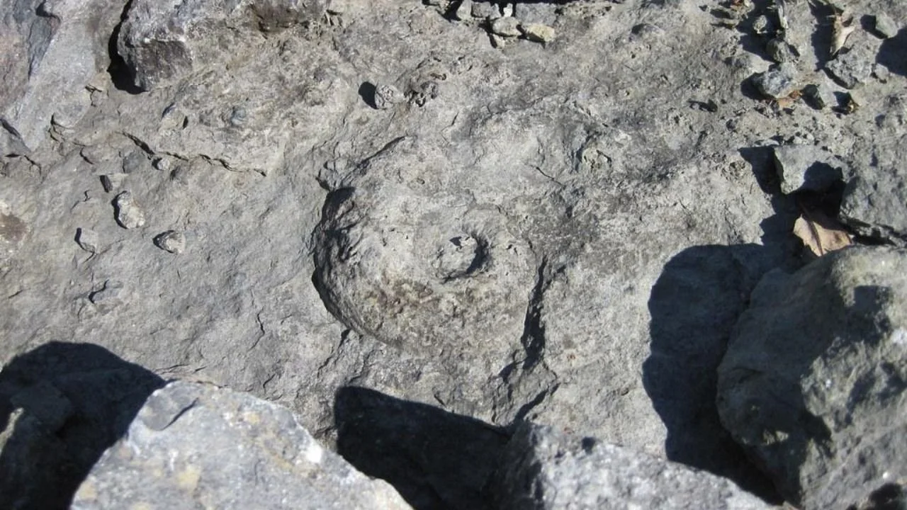 Fisk Quarry fossil preserved within limestone rock at preserve​‌