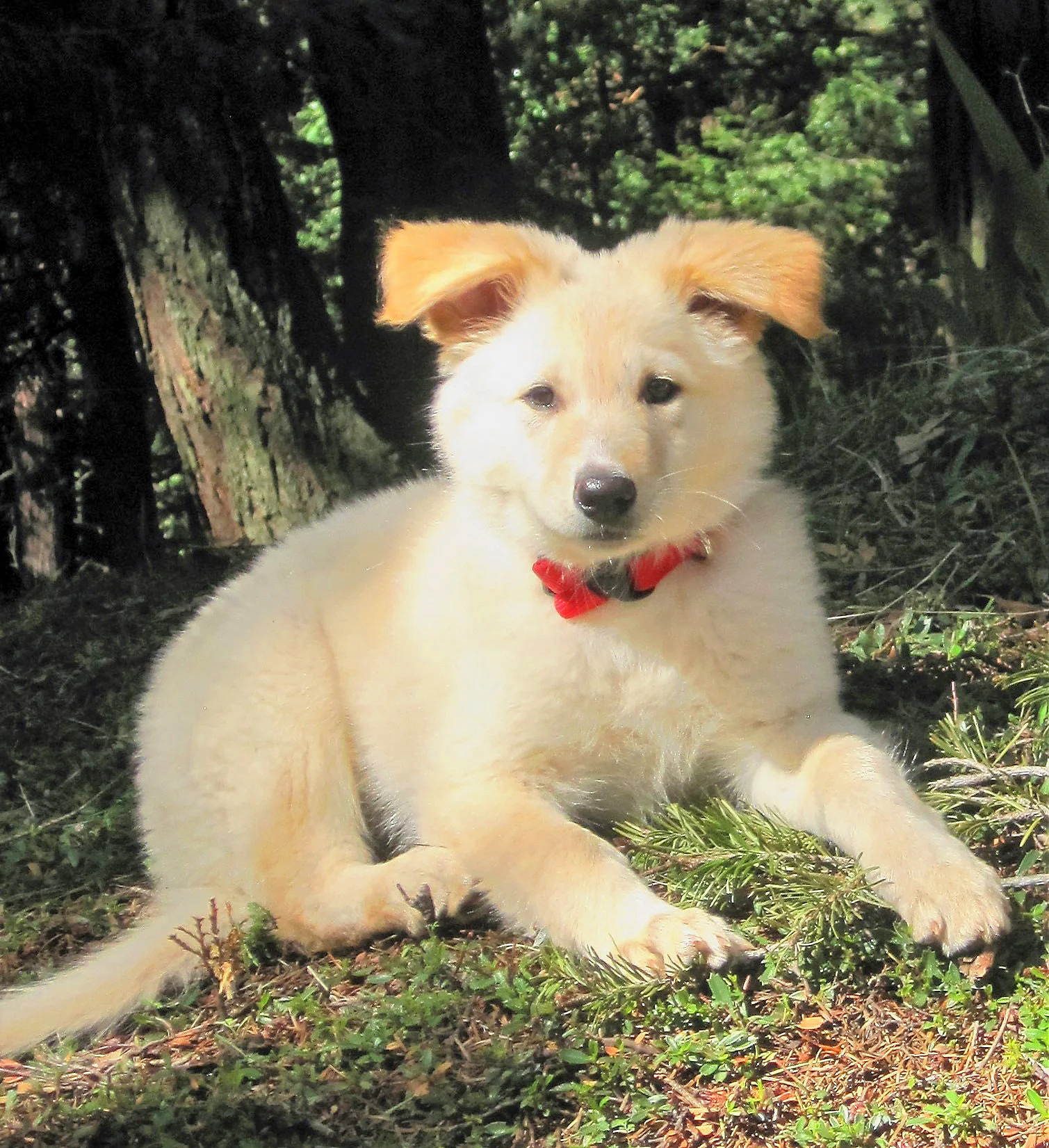 Brook, adopted March 2016