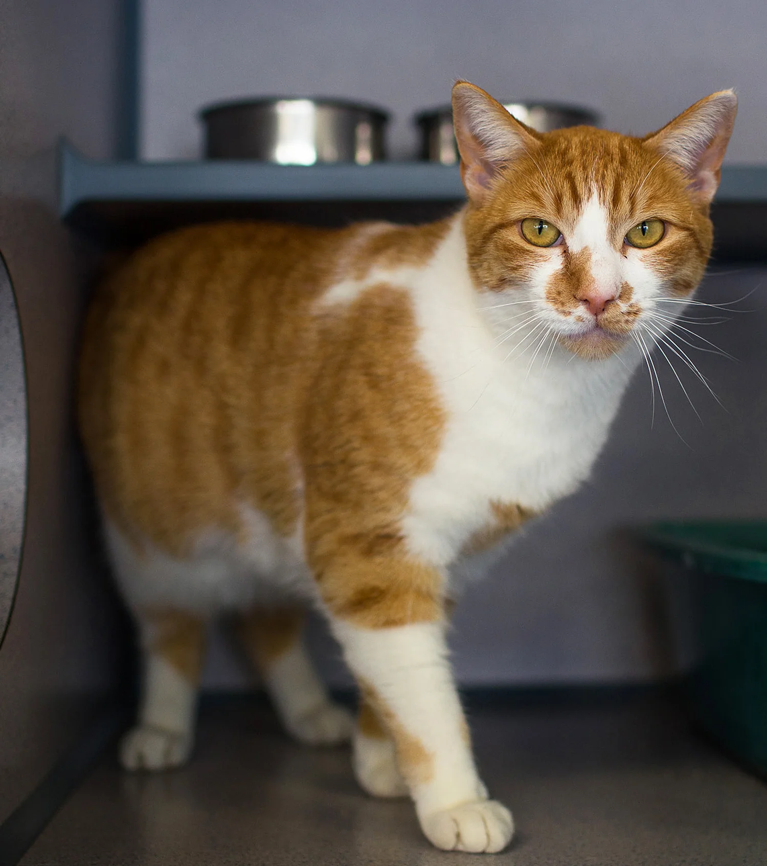 Chaco, adopted April 2016