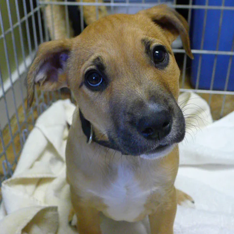Cheerio, adopted January 2016