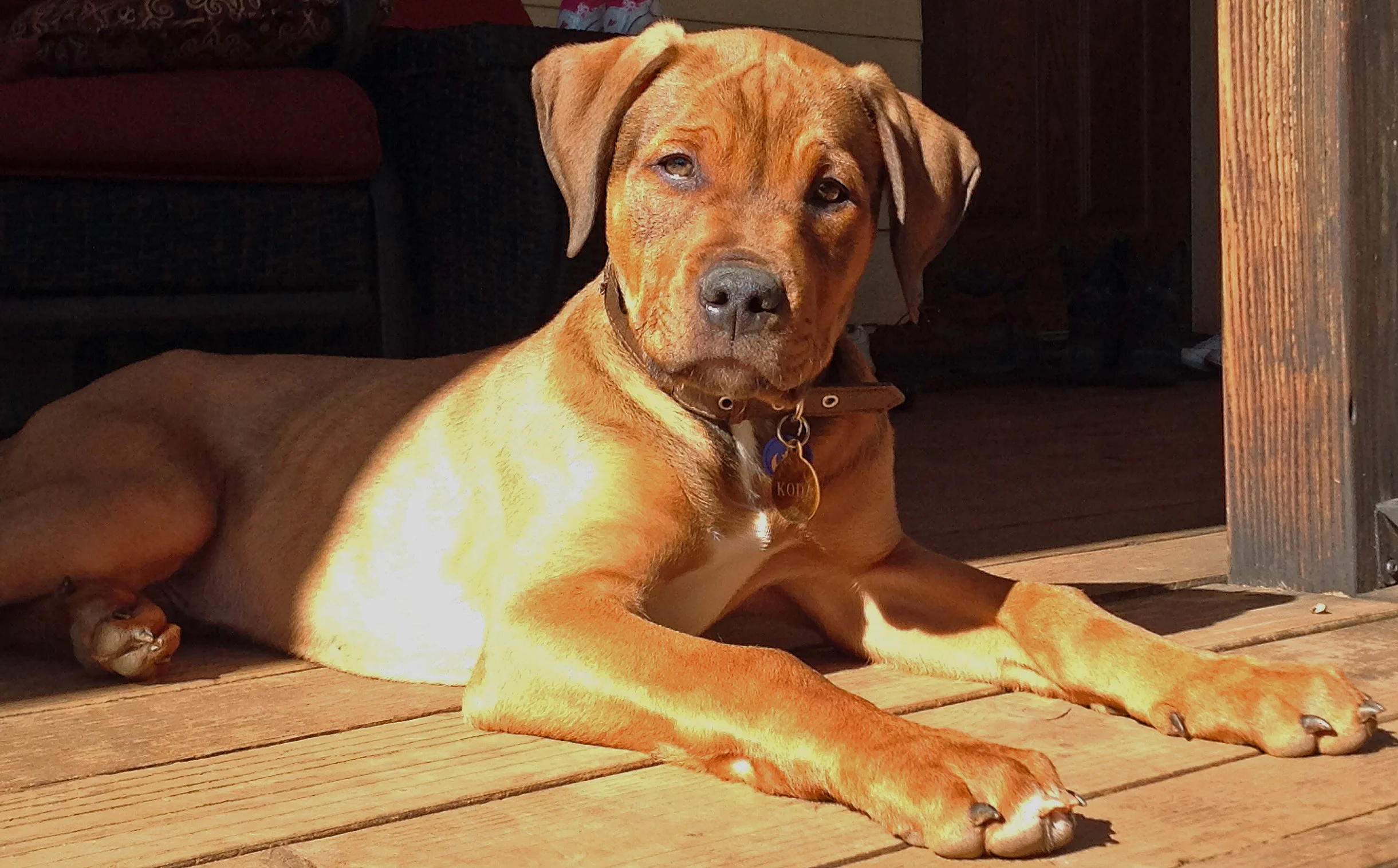 Koda, adopted January 2016