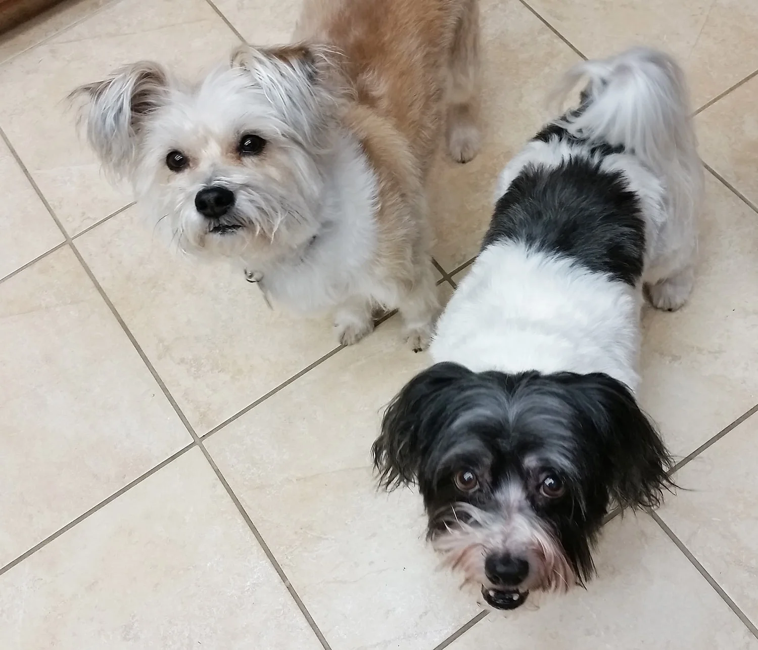 Berki and GRETA