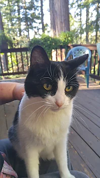 zoe
