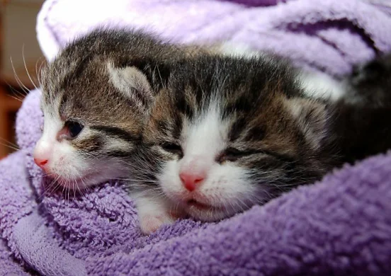 kittensWeb.jpg