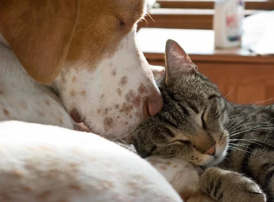 dog-and-catWeb.jpg