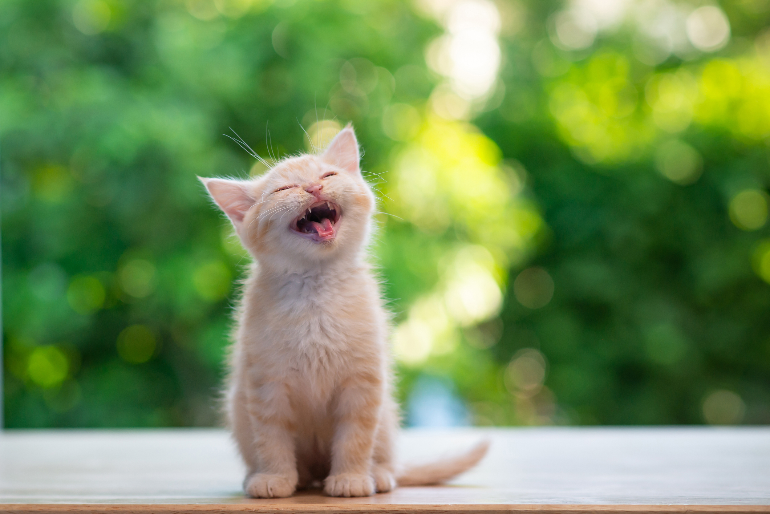 orange kitten with wide-open mouth  yowling