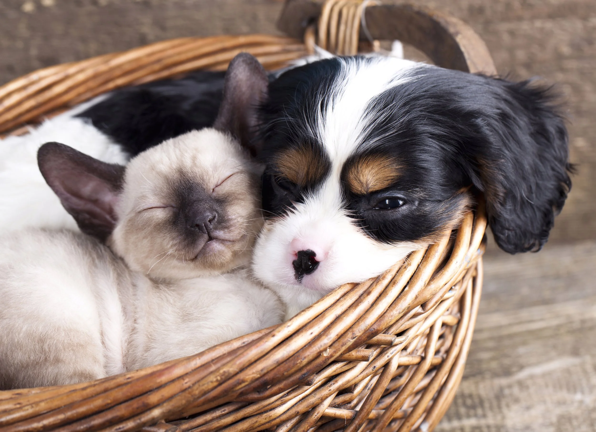 kitten and puppy cuddled in a basket
