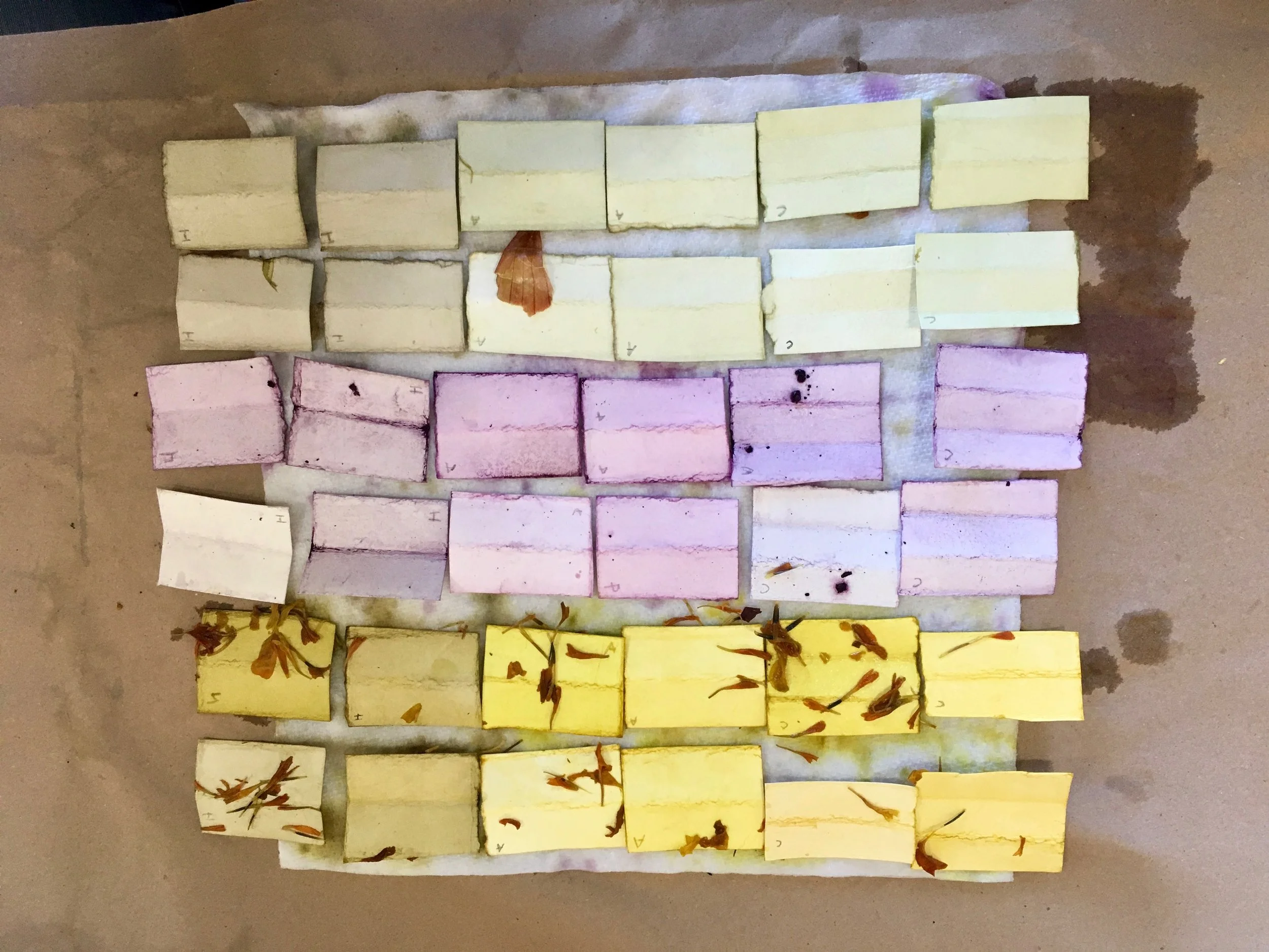 Nature'sNotebook_1.26.19_Natural-Dye - 1 (9).jpg