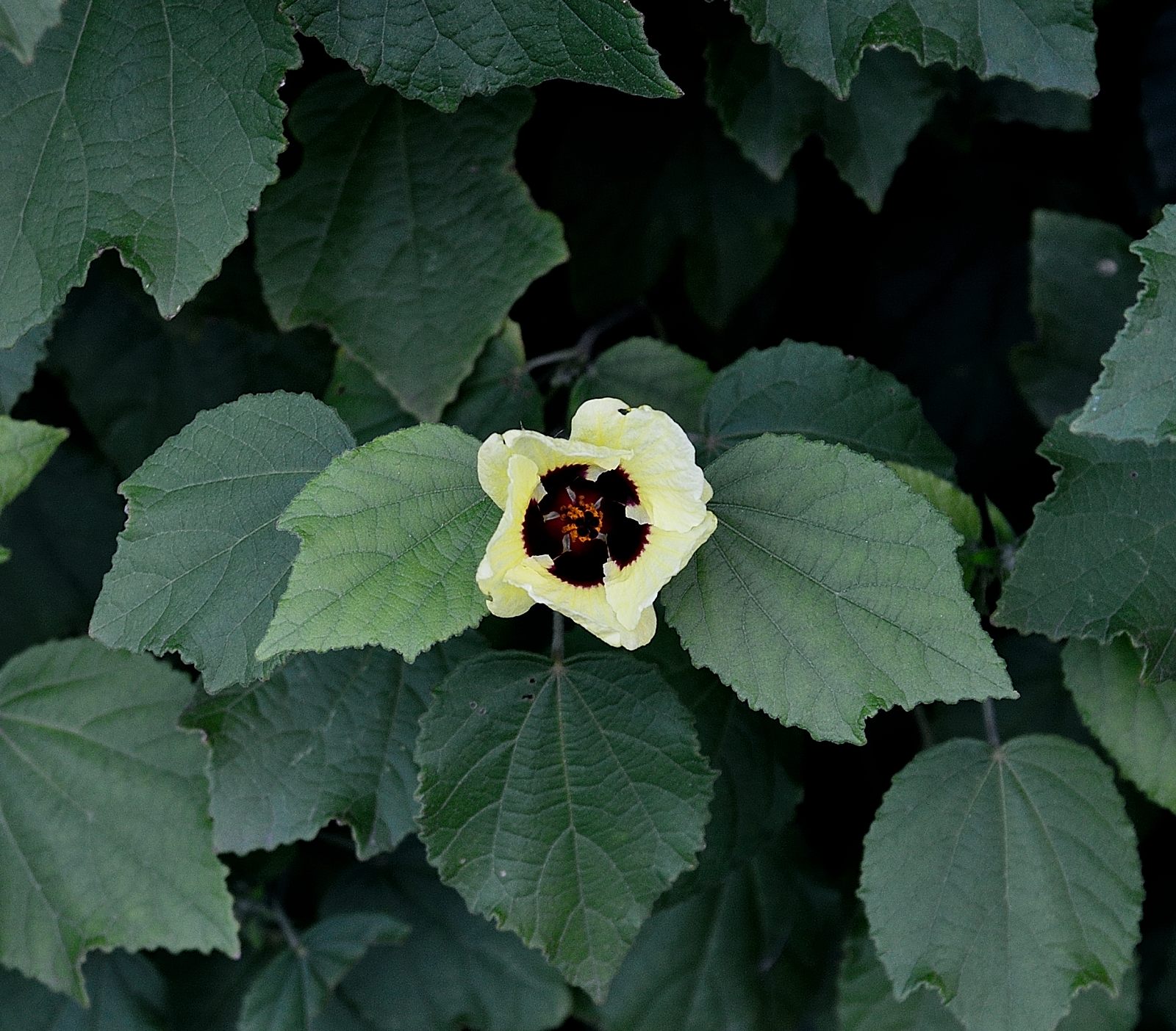 DSC_4693_p1.JPG