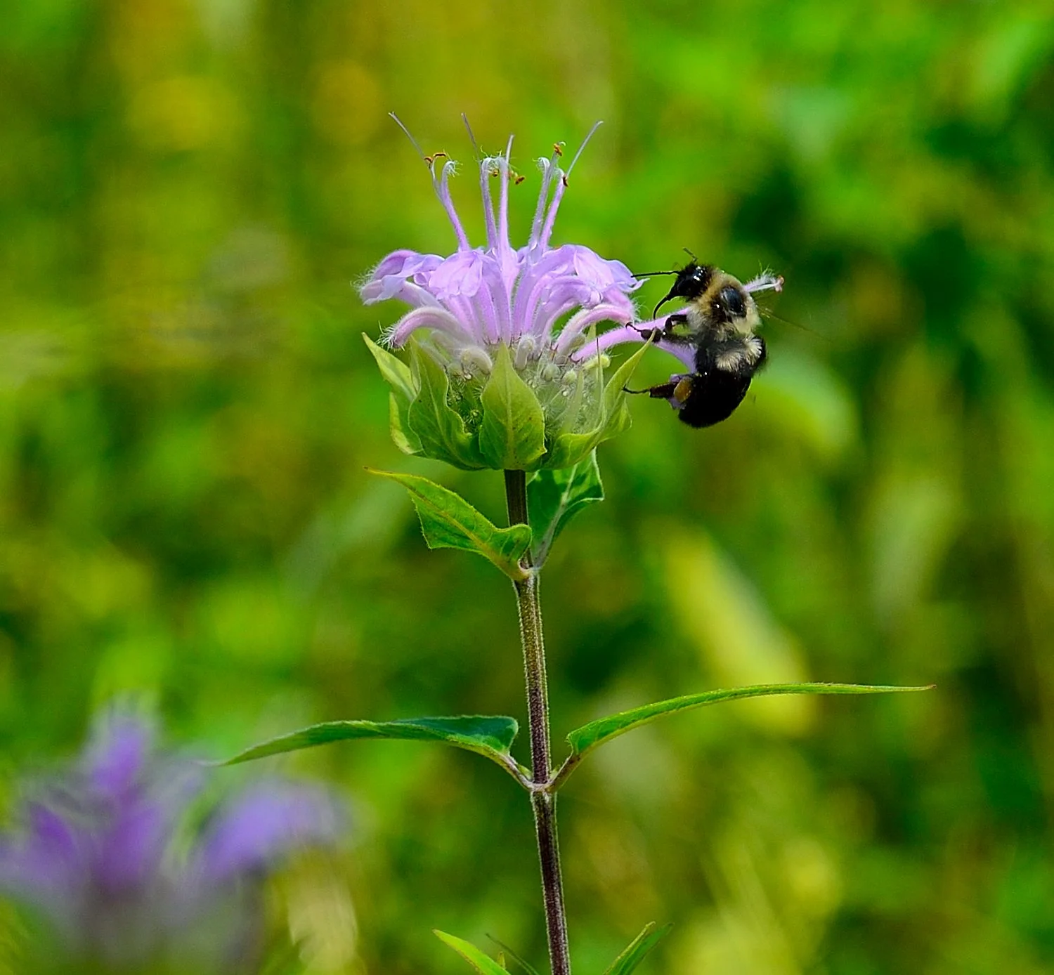 DSC_12595_p1.JPG