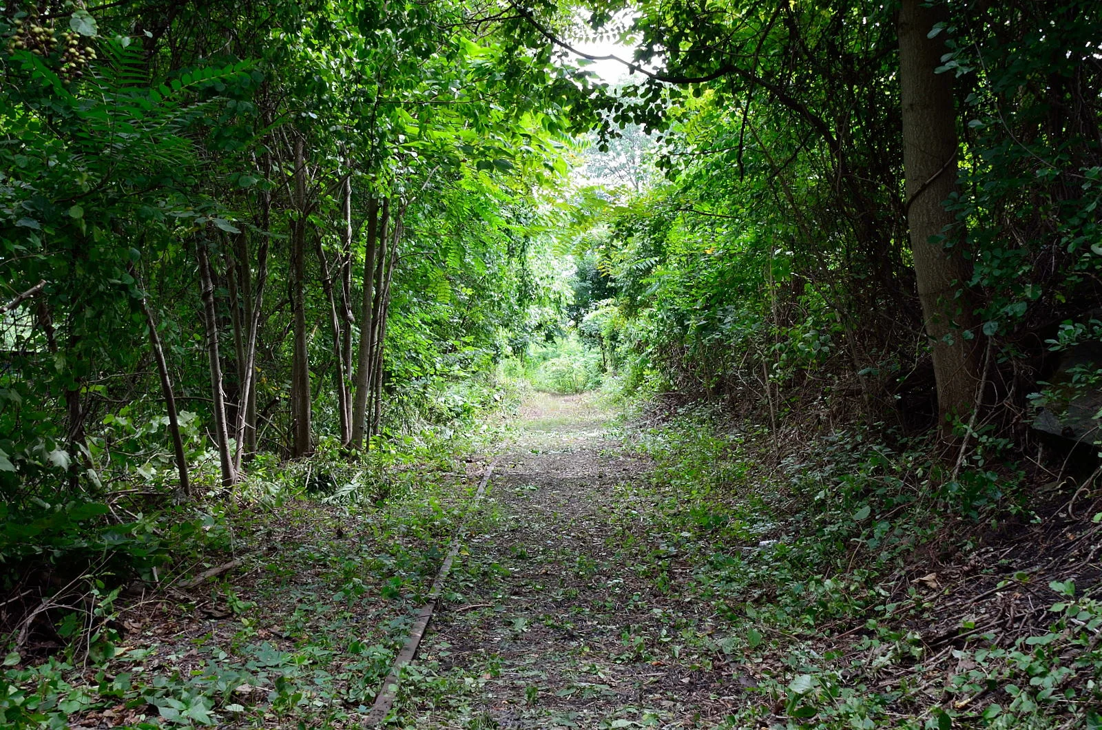D5100_17353_p1.JPG