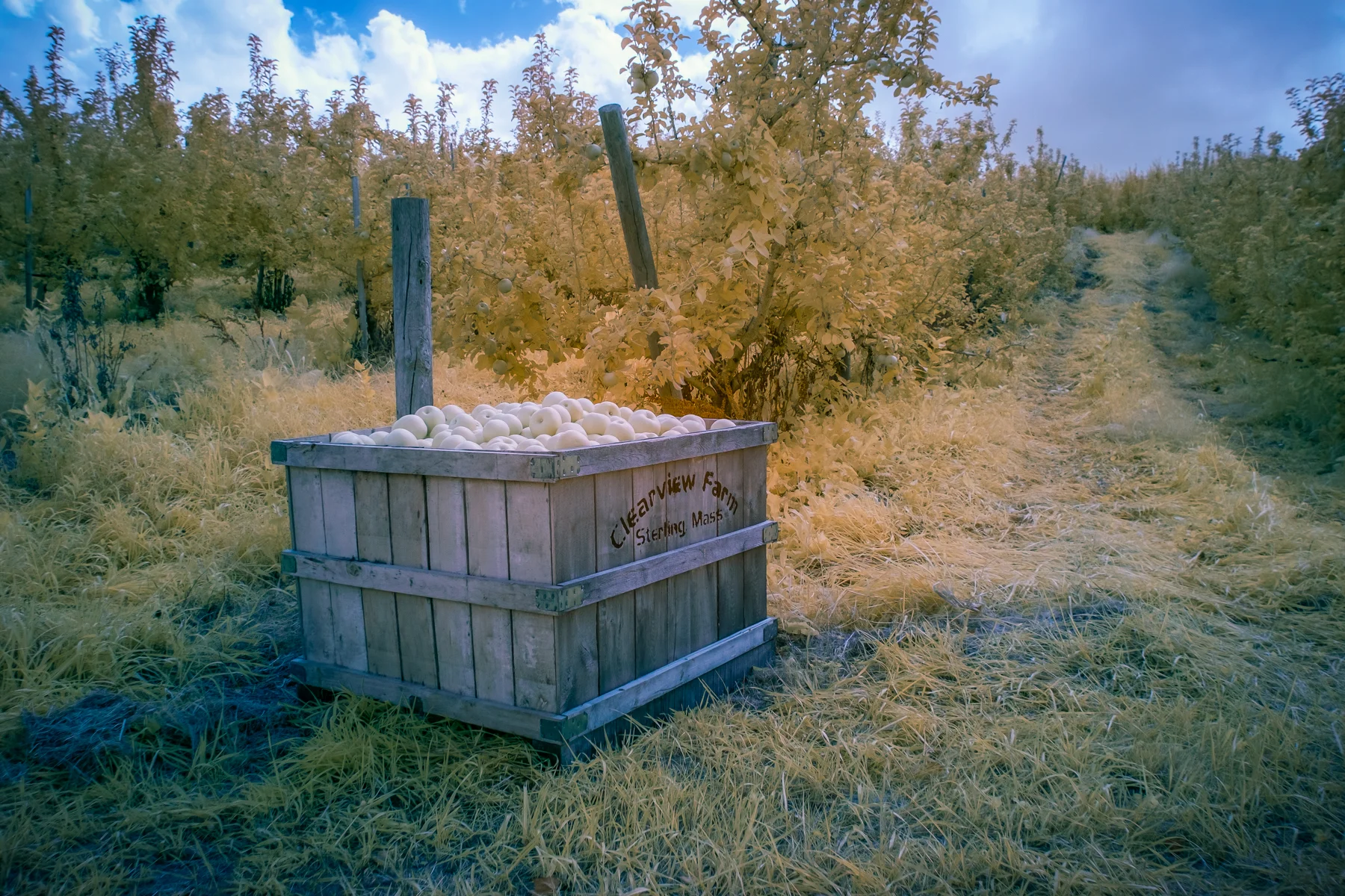 Apple bin