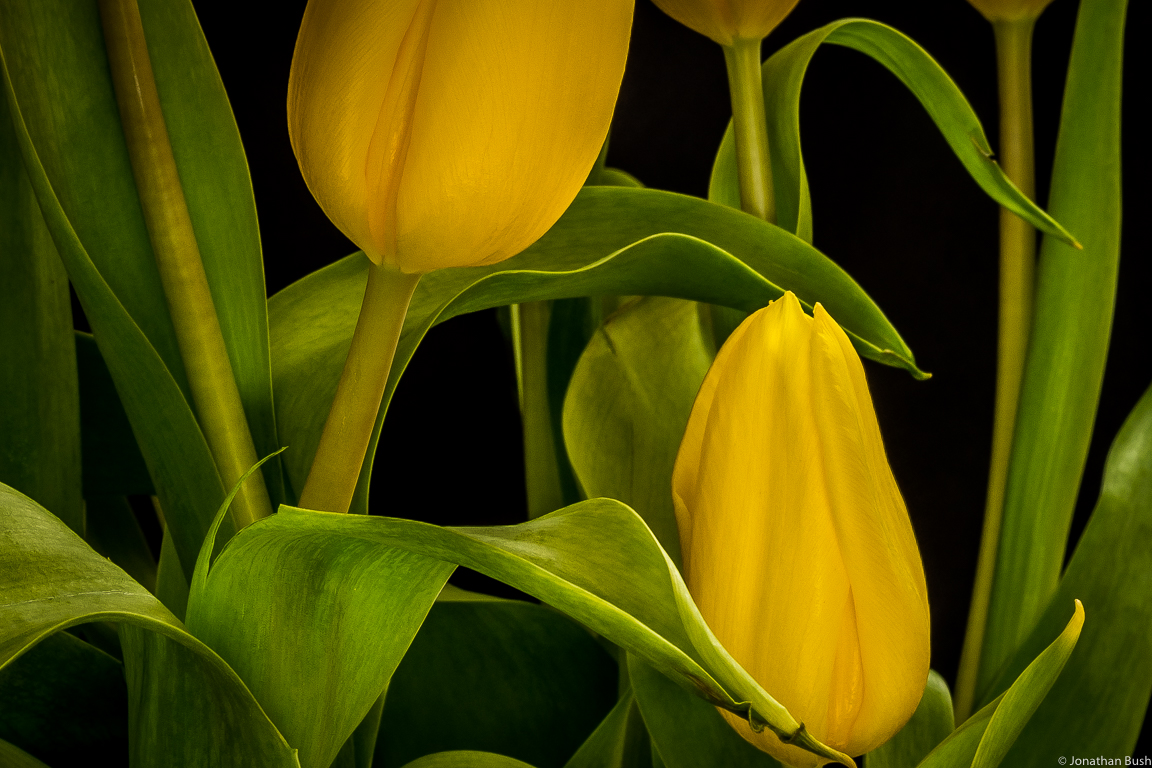 Tulips