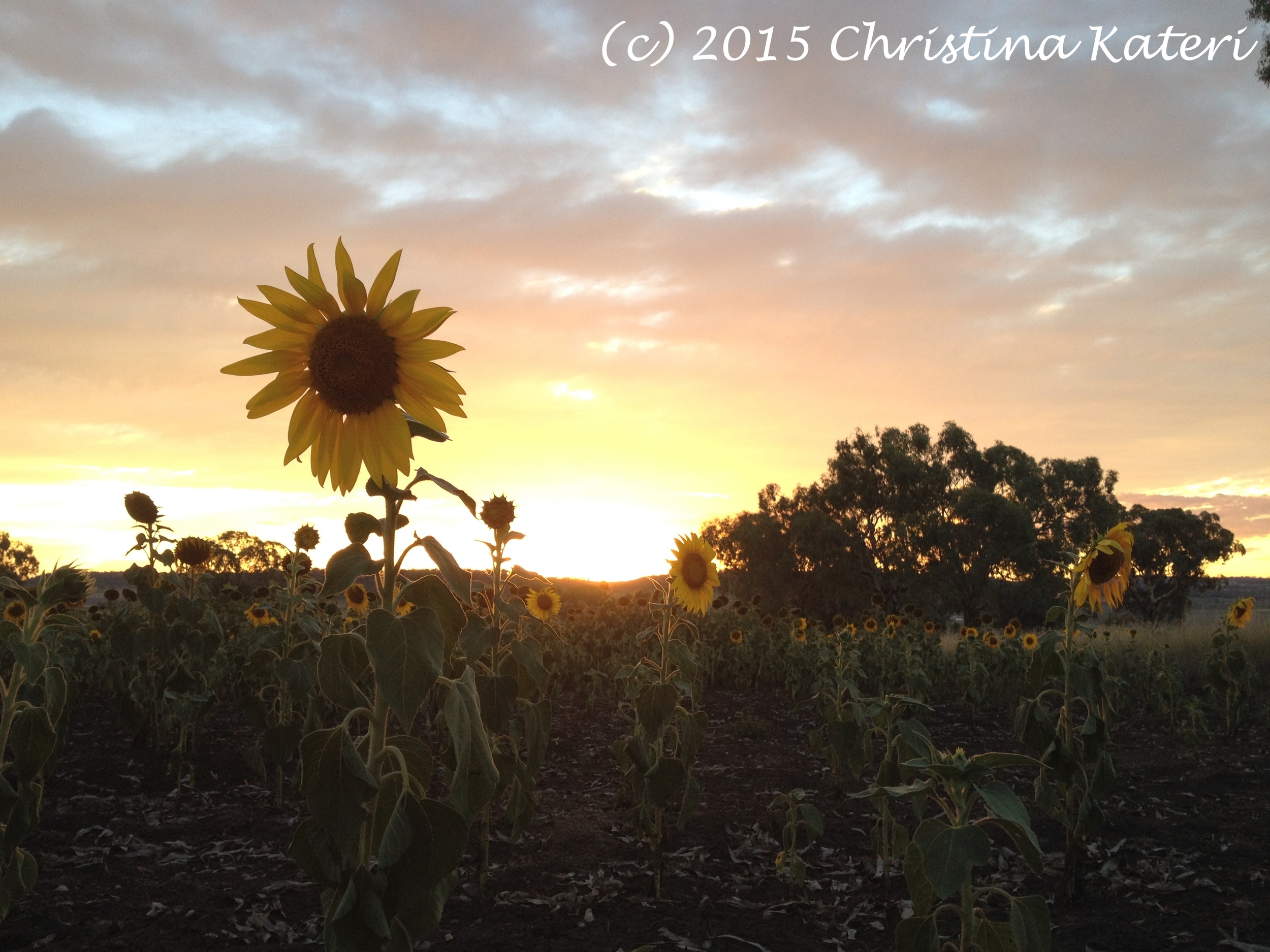 Sunflower Sunset