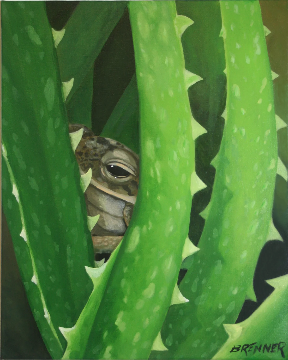 web_toad.jpg