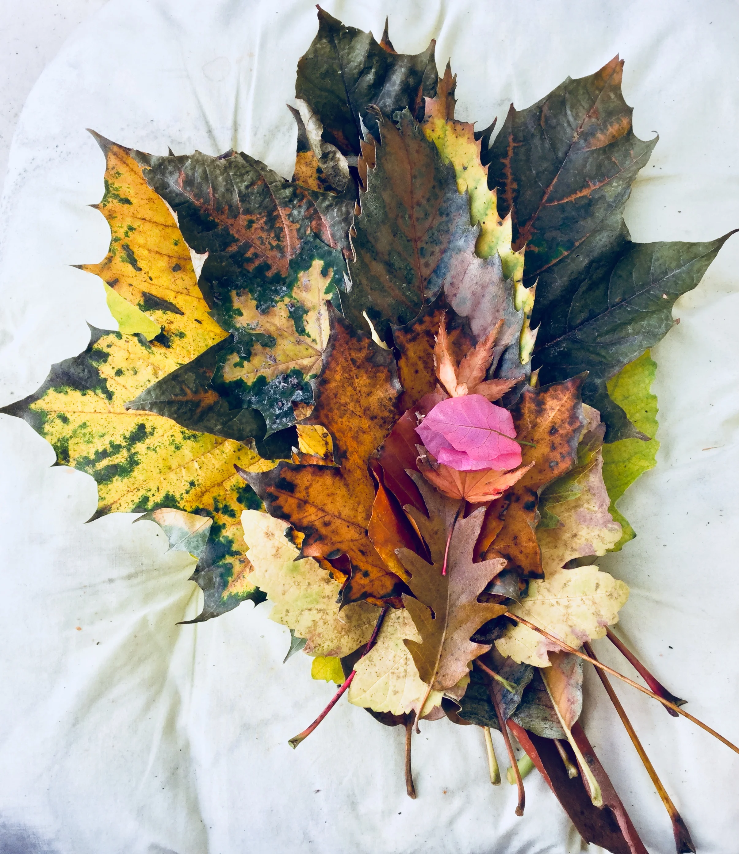 Nature's beauty and bounty 