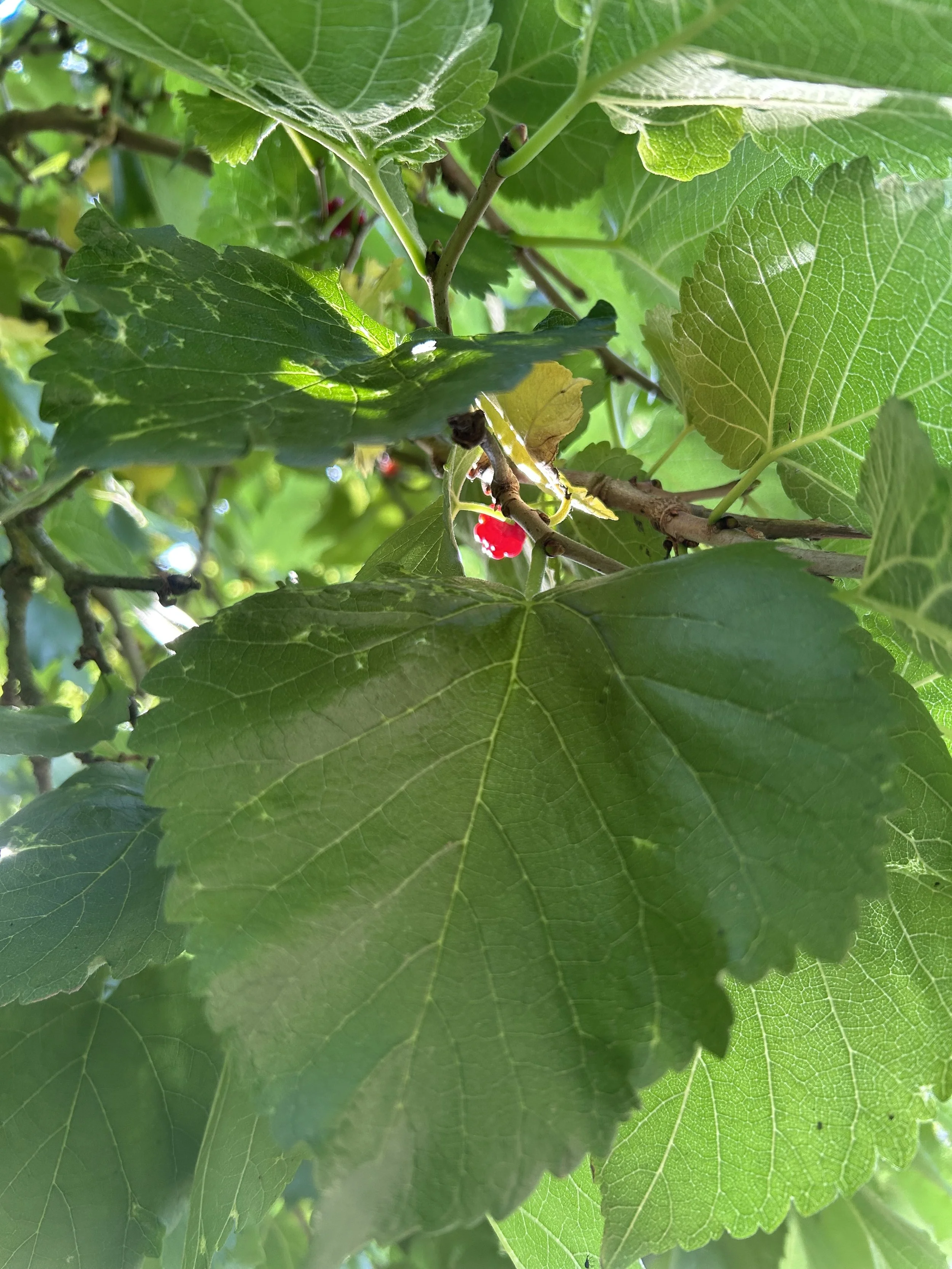 Nourishment for the eyes
