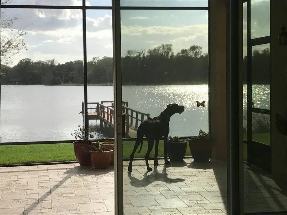 Dexter on the Lanai.jpg