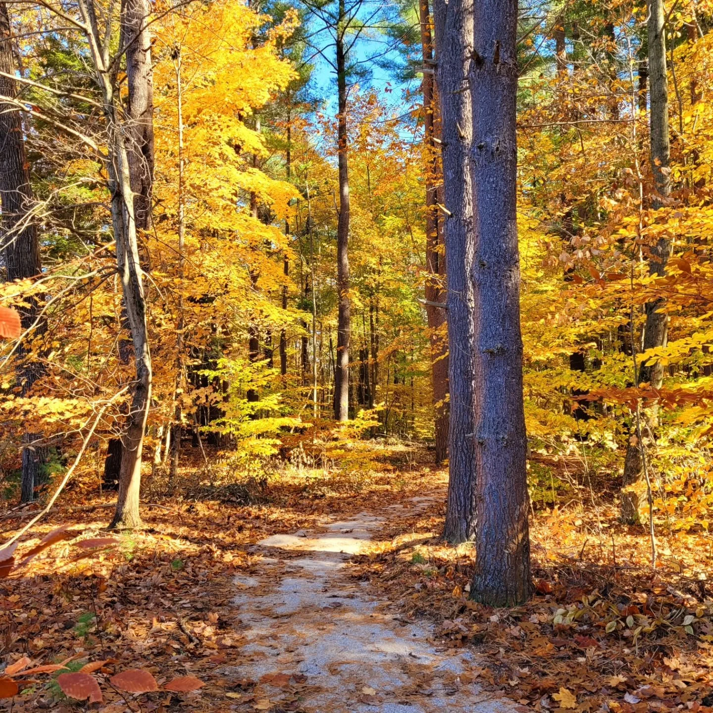Welcome to October! The weather has been just glorious lately!  I hope you can get outside, take a hike, maybe sketch in your journal, notice some beauty, experience some peace, find some joy, and  just  breathe.🍂