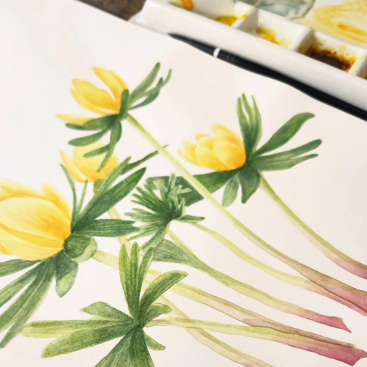 Embracing the winter stillness and anticipating warmer days ahead!
Painting yellow flowers always helps🌼
Winter aconite (Eranthis hyemalis)