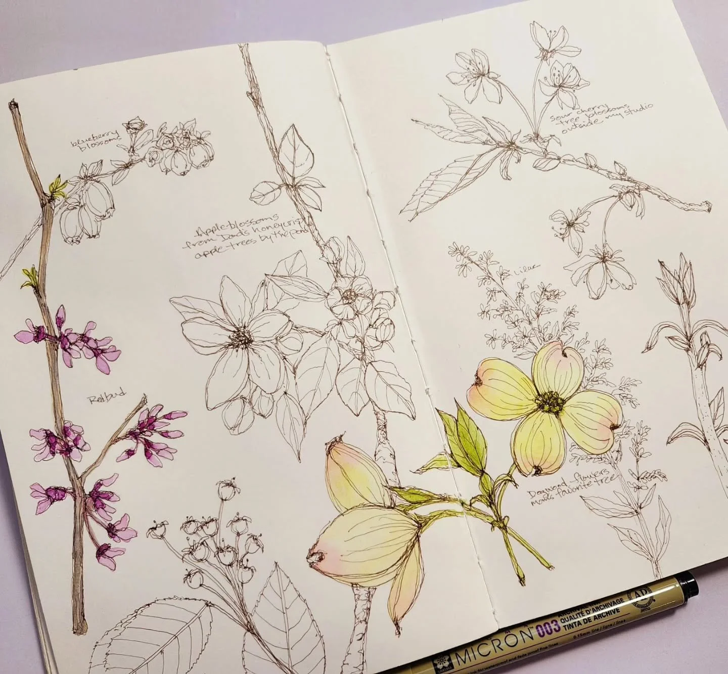 Springtime in my nature journal🌸

If you haven't noticed the flowering trees right now, they're looking gorgeous around here and worth a drive or hike or peaceful moment of your day!
