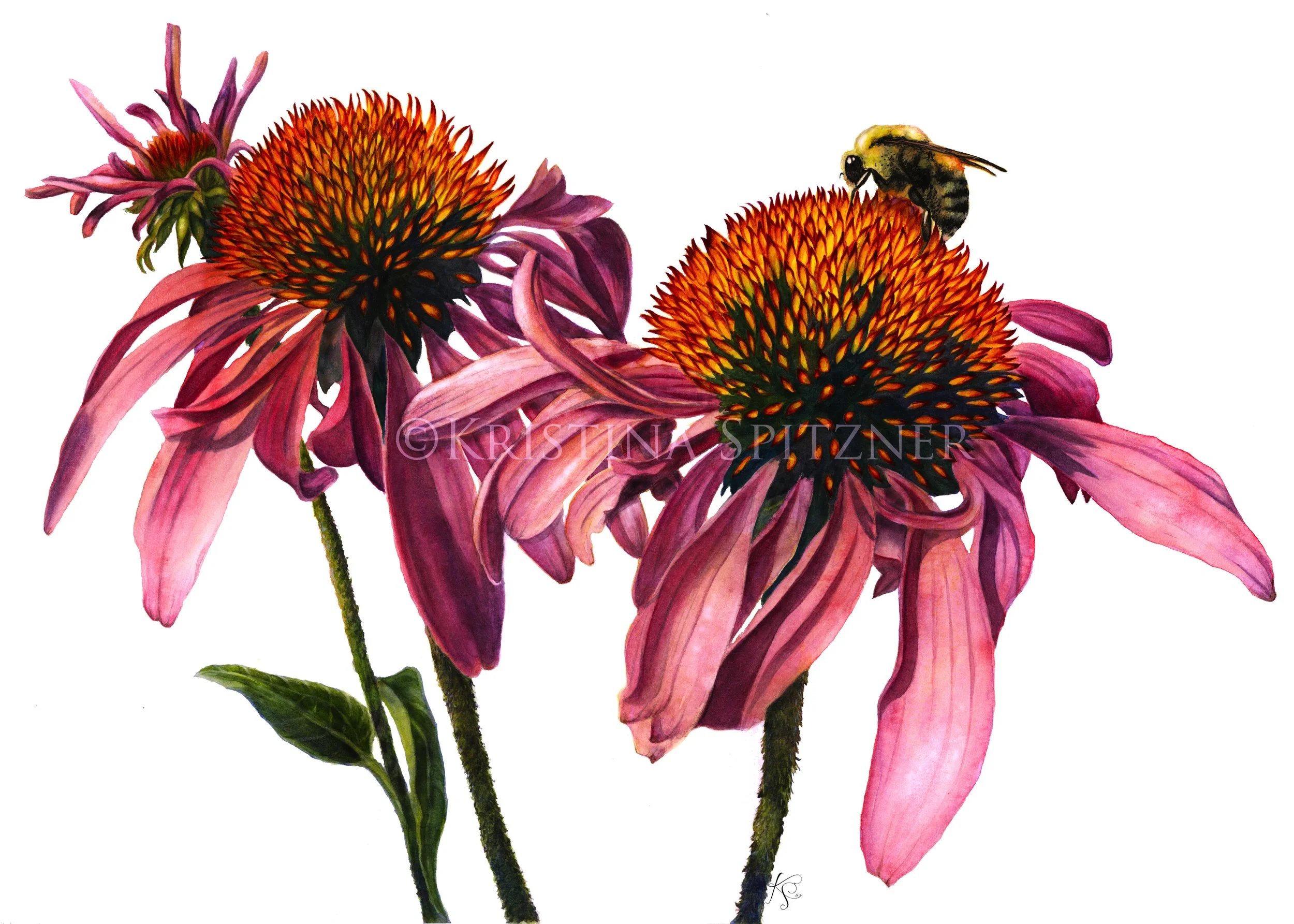 pupleconeflower.jpg