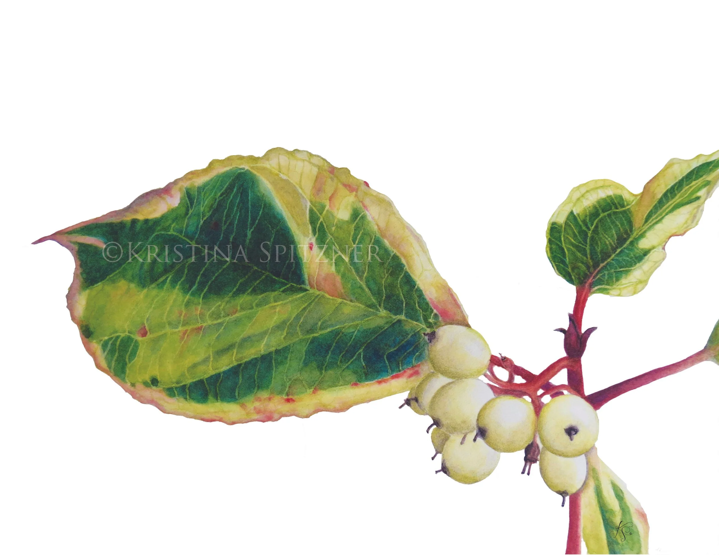 Cornus alba 'Elegantissima'.jpg