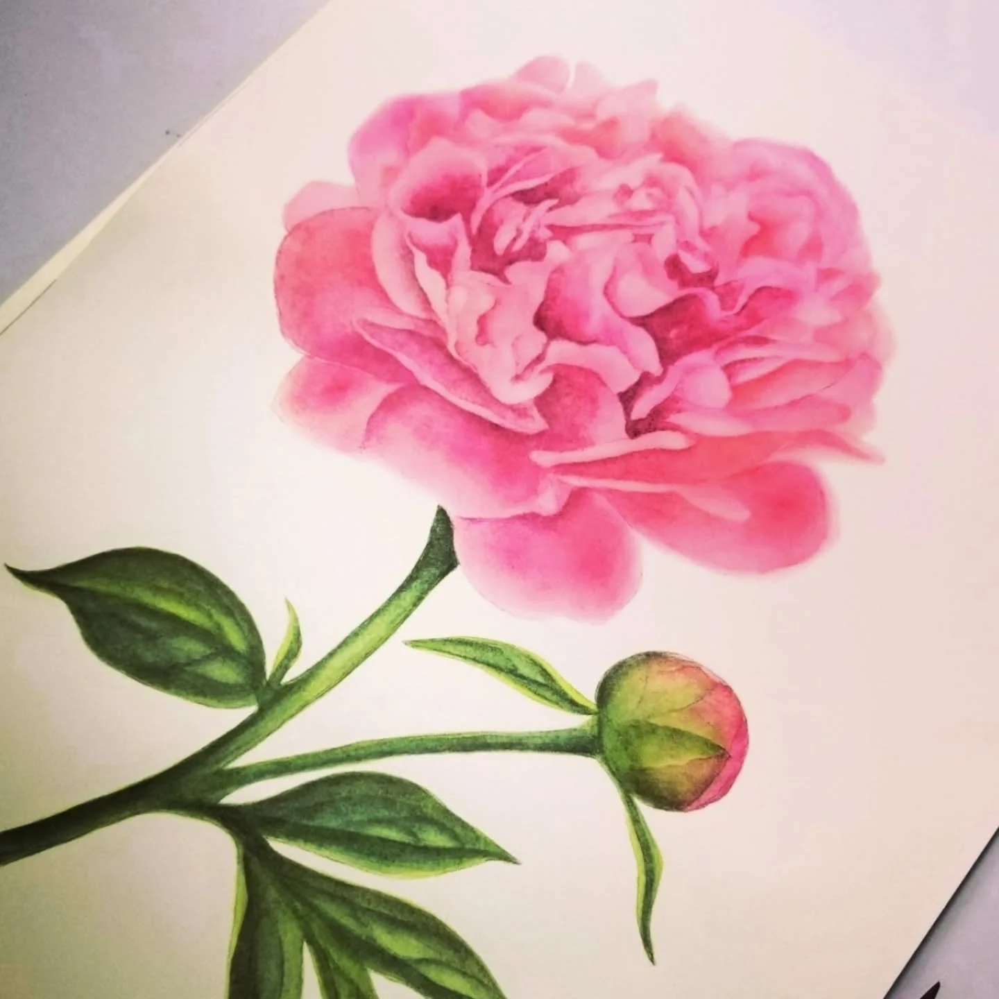 Just a sweet pink peony painting to brighten your day❤️