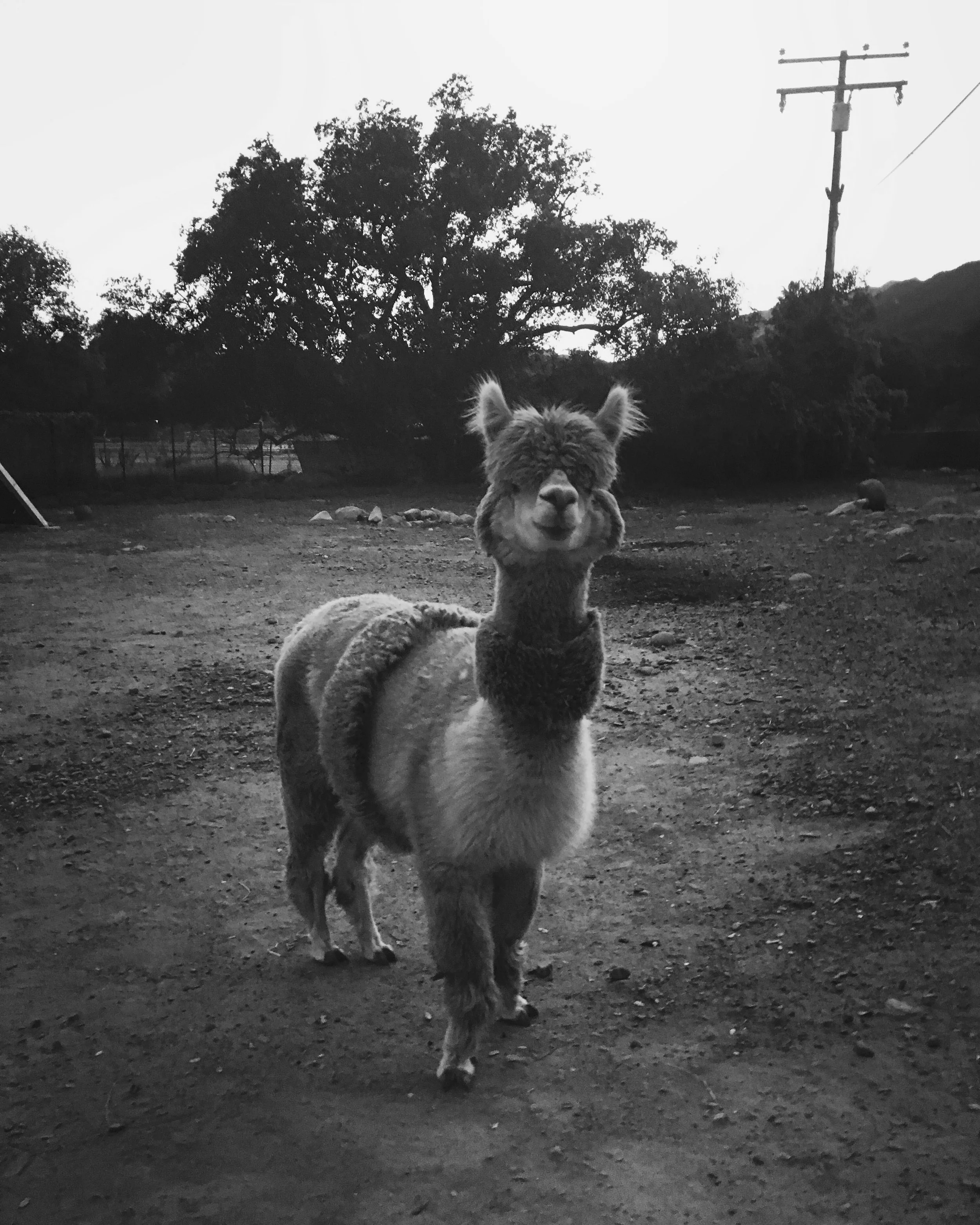 One of Joel Fox’s Ojai alpacas, RIP