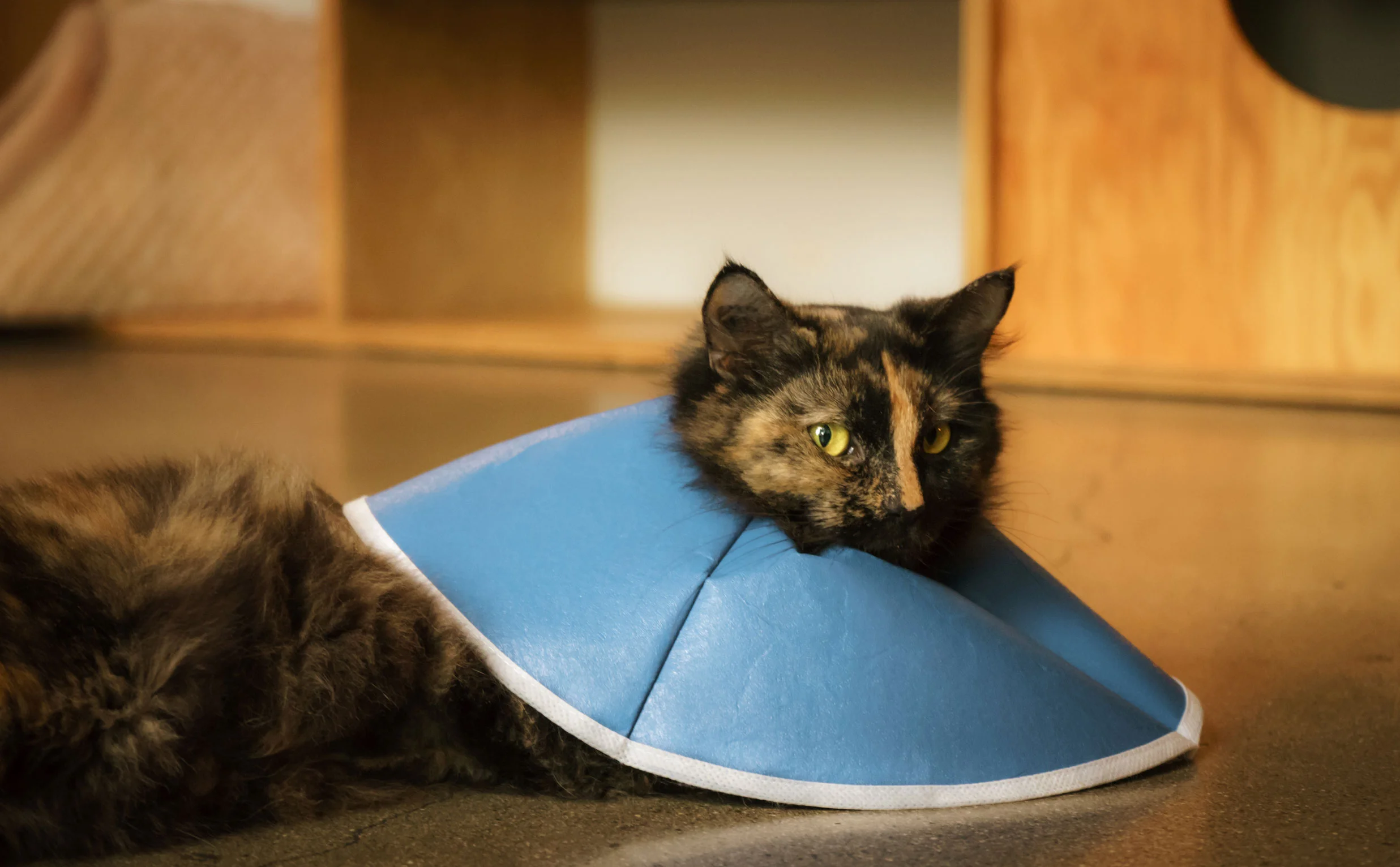 Vancouver_catCafe-0212.jpg