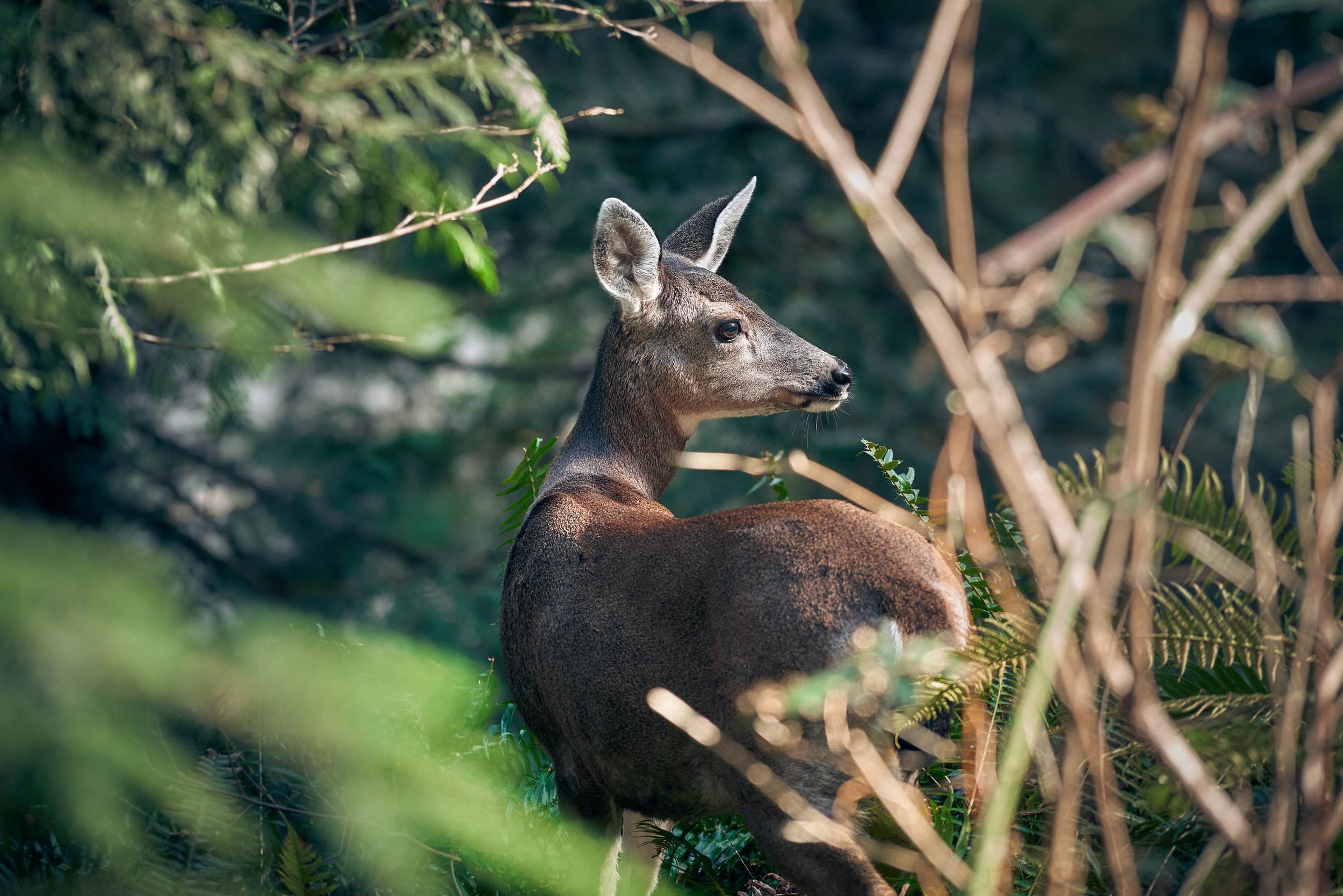 _DSC3618.jpg