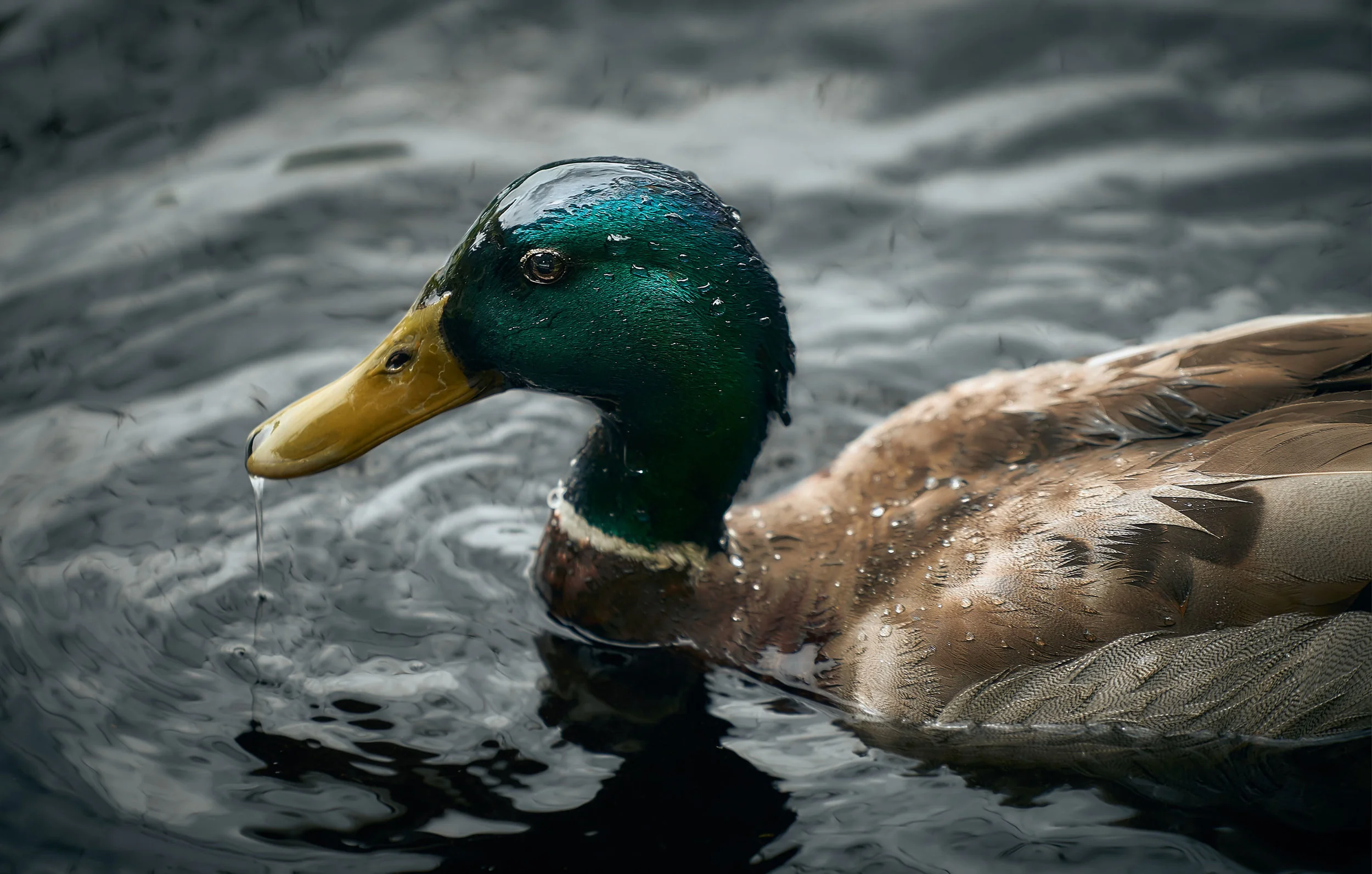 _DSC5664.jpg