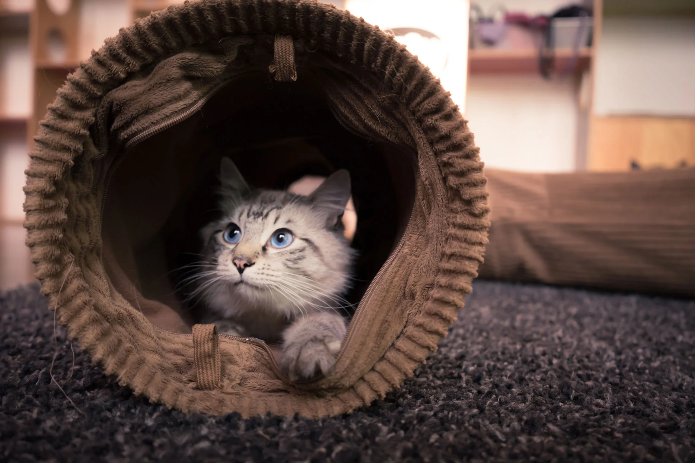 Vancouver_catCafe-0249.jpg