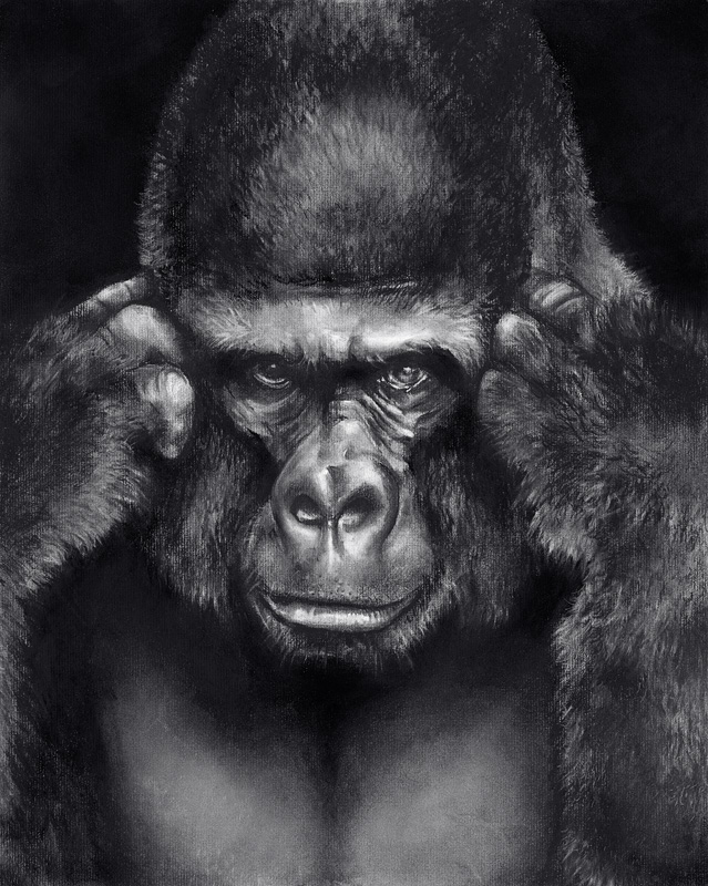 Gorilla.jpg