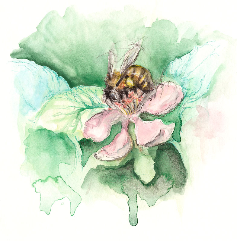 Honeybee On Blossom