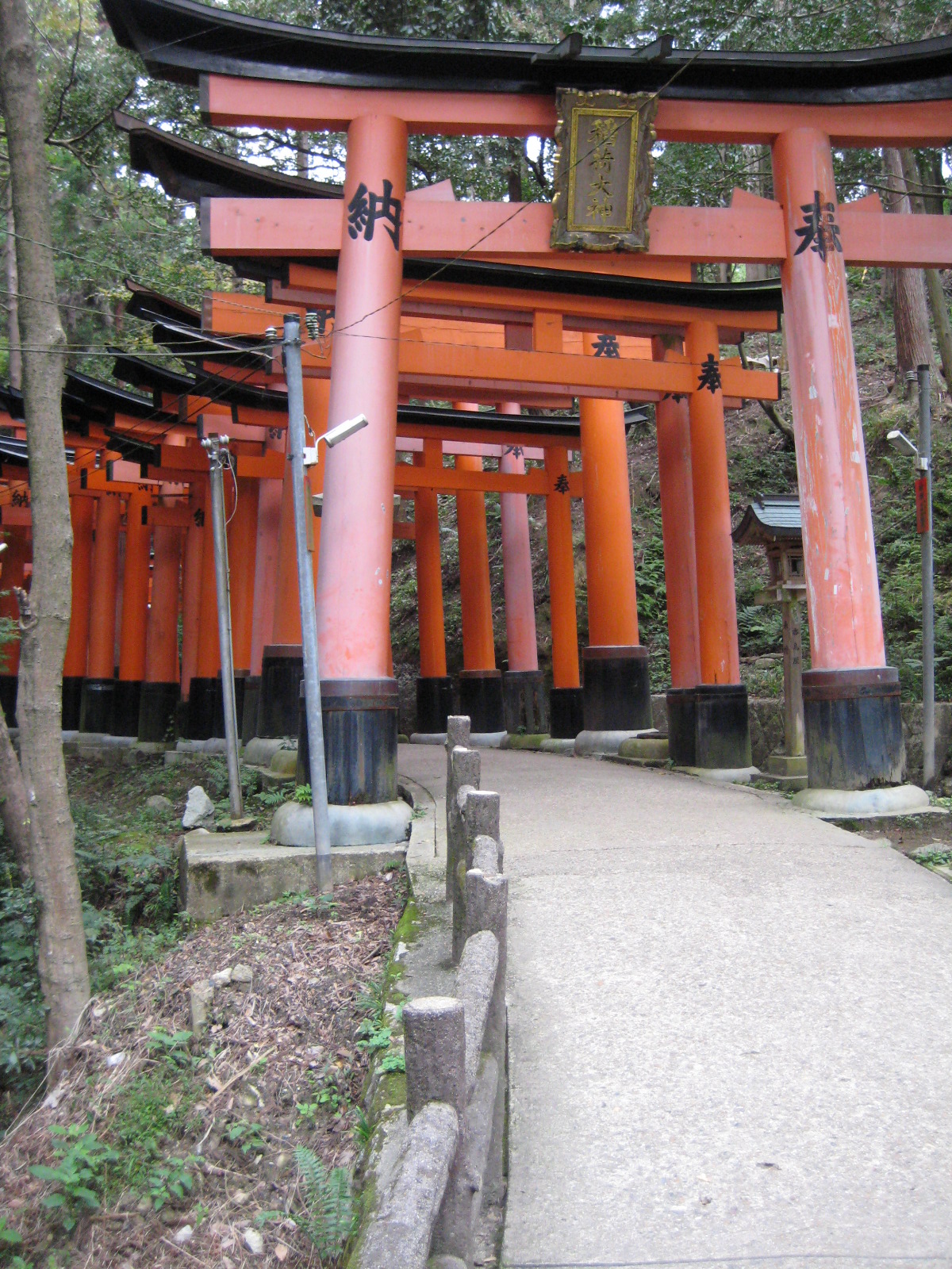 At Fushimi Inari, Kyoto, one of the strangest, most hallucinatory places I've been in my life. Founded in the 8th century, it is the mountain shrine of Inari, the Shinto rice-god, and god of worldly success. His mascot is the fox, or kitsune . Hence, there are thousands of torii (gates) donated by businesses & individuals and hundreds of idols of kitsune everywhere.