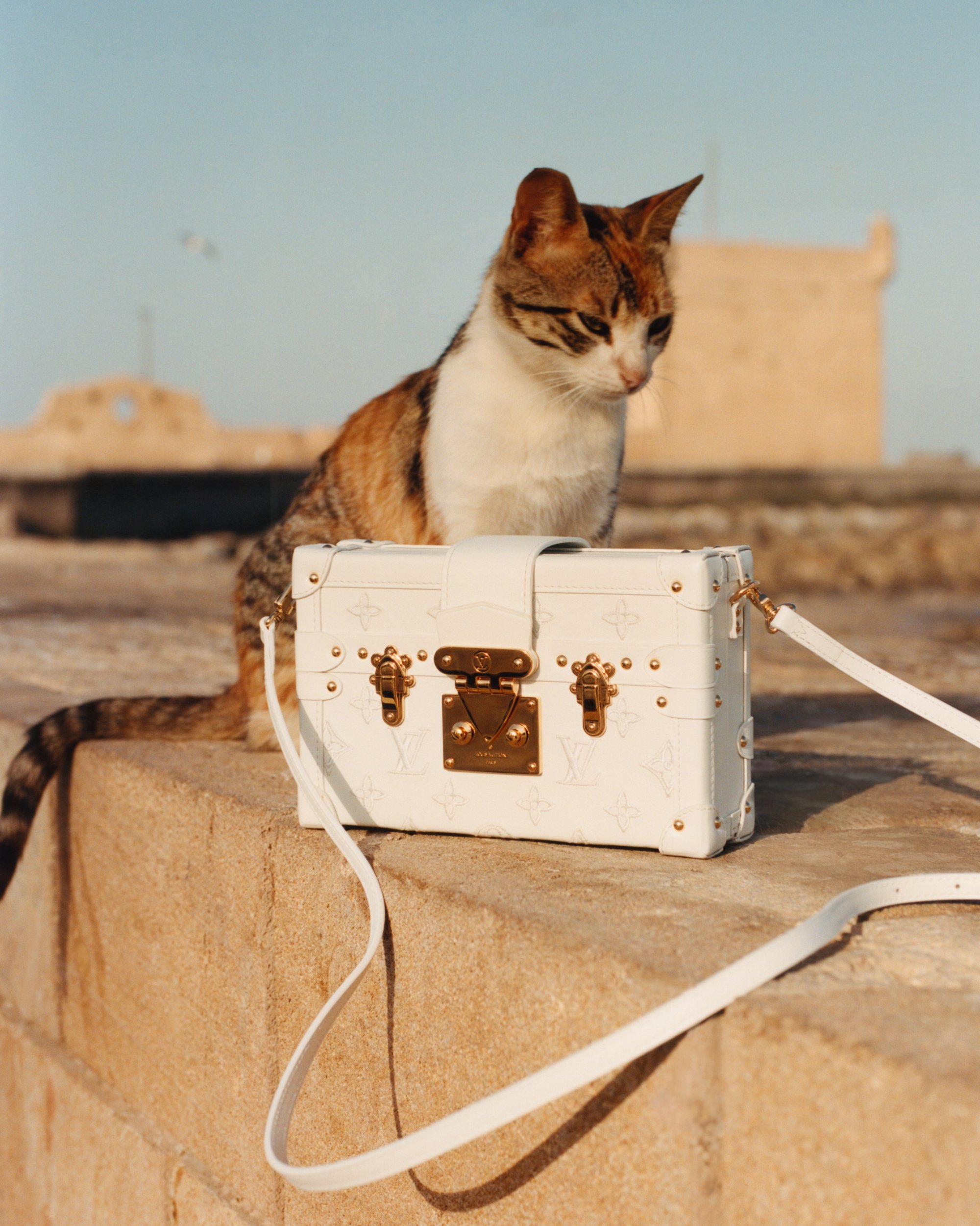 02 Cat and seawall in Essaouira 77170013.jpg