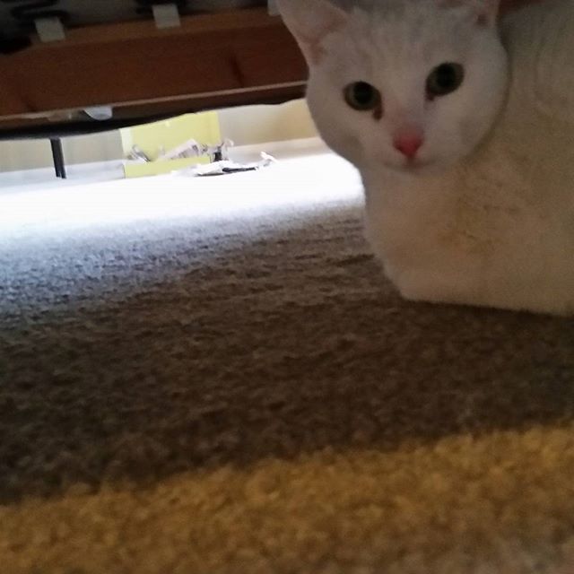 Salt loves the security of being under the couch