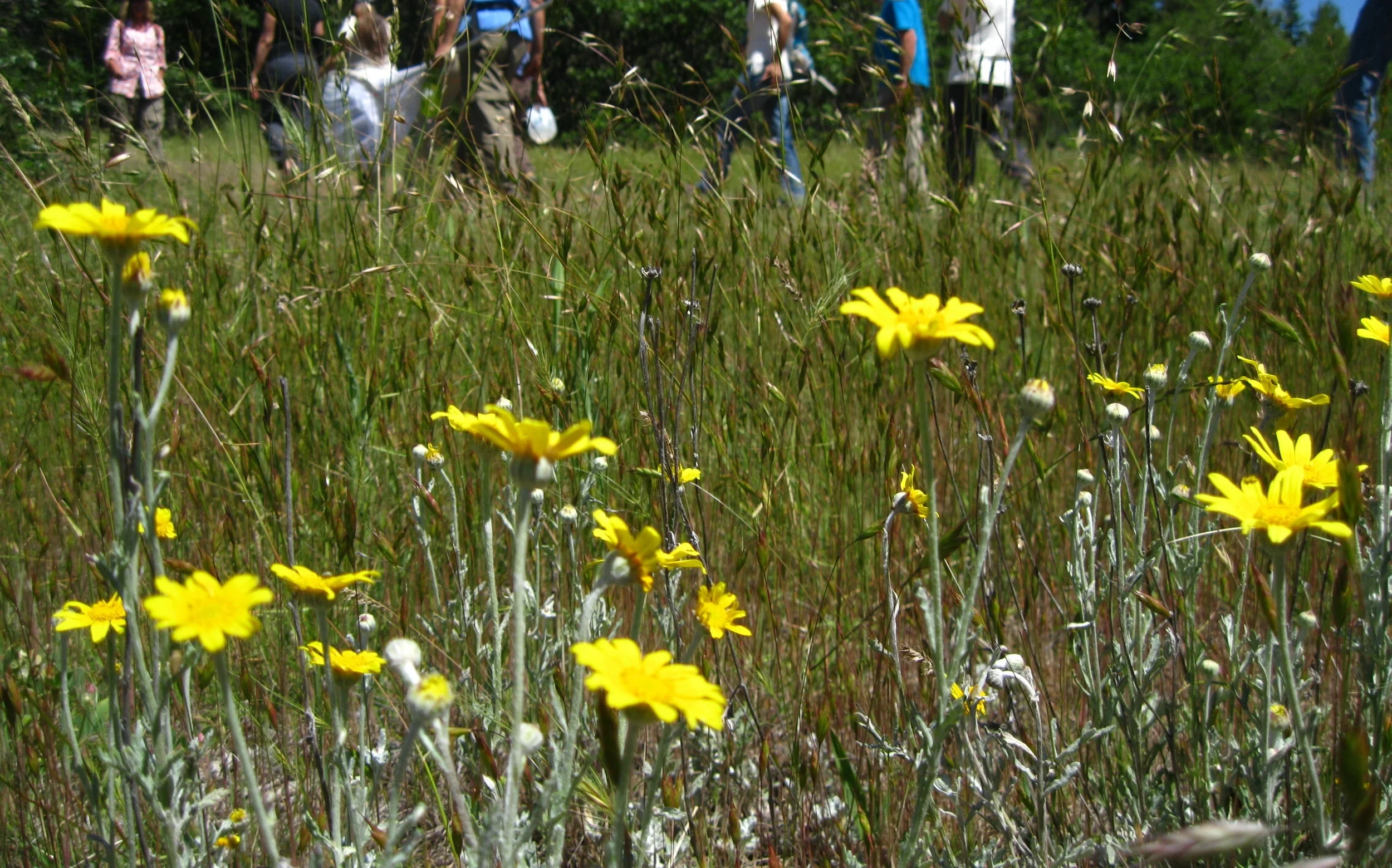 Cascade Foothills Wildflowers (early evening)
