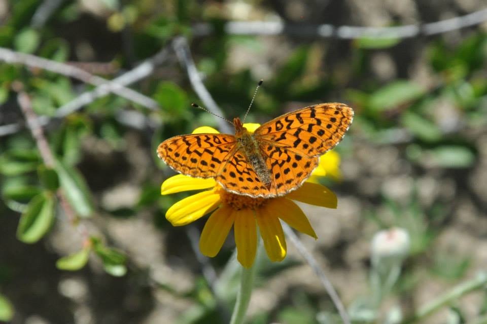 Butterflies at Rogue River Preserve: MEMBERS ONLY